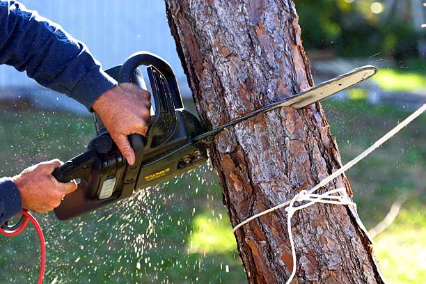 Best Tree Maintenance Programs  in USA